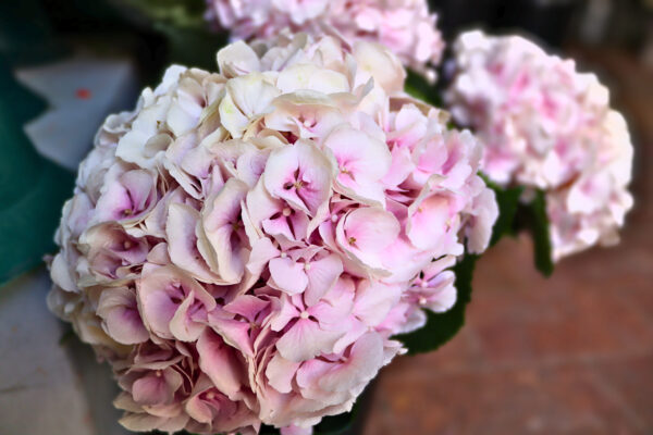Hortênsias - Image 2