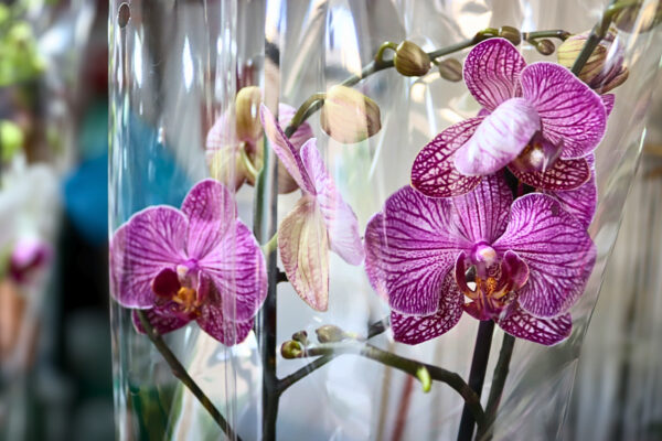 Orquídeas - Image 3
