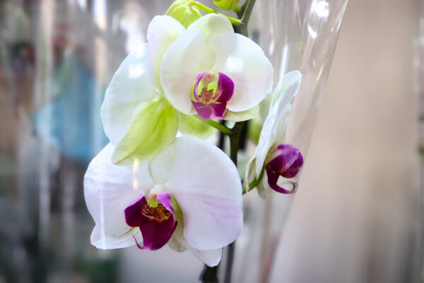 Orquídeas - Image 4