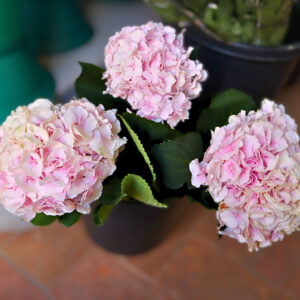 Hortênsias