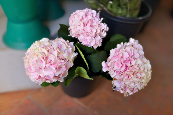Hortênsias