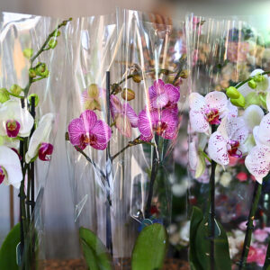 Orquídeas