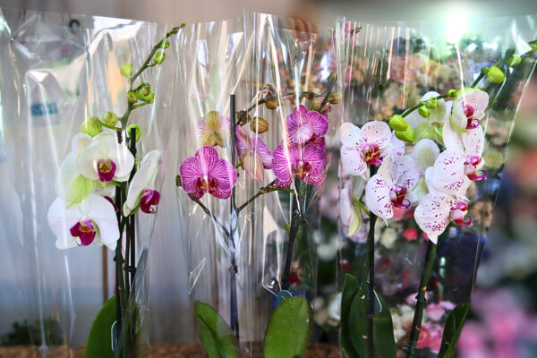 Orquídeas