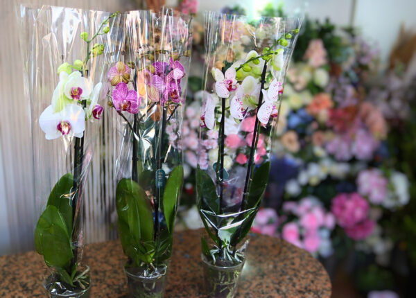 Orquídeas - Image 5