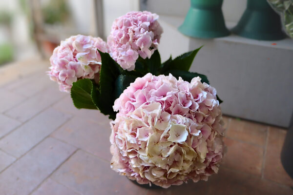 Hortênsias - Image 3