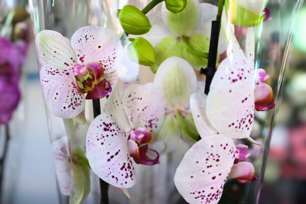 Orquídeas - Image 2